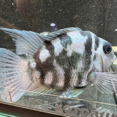 🐠産卵経験済 ブルータイガーパロット 完全ペア  全長±7㎝ 5.5㎝　1ペア700円 シクリッド ゼブラパロット  No.07の画像