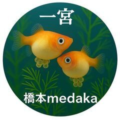 メダカ　サビトラ　5匹　500円ですの画像