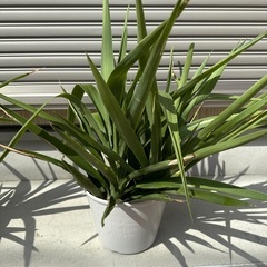 観葉植物　ユッカ　青年の木　の画像