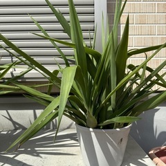 観葉植物　ユッカ　青年の木　の画像