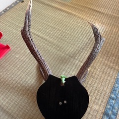 鹿の角の画像