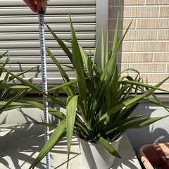観葉植物　ユッカ　青年の木　の画像
