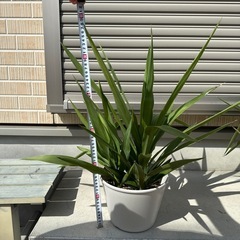 観葉植物　ユッカ　青年の木　の画像