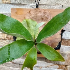 P.hillii cv HIPS ヒリー　ヒップス◆ビカクシダの画像