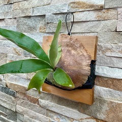 P.hillii cv HIPS ヒリー　ヒップス◆ビカクシダの画像