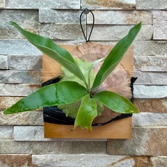 P.hillii cv HIPS ヒリー　ヒップス◆ビカクシダの画像