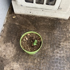 かぼちゃの苗の画像