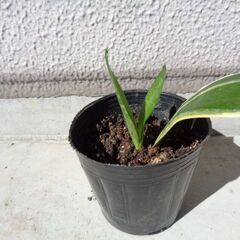 観葉植物　新芽あり　背が高くならいサンスベリアの画像