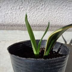 観葉植物　新芽あり　背が高くならいサンスベリアの画像