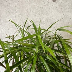 観葉植物　コンシネ　高さ１７０センチの画像