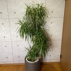 観葉植物　コンシネ　高さ１７０センチの画像