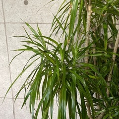 観葉植物　コンシネ　高さ１７０センチの画像