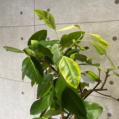 観葉植物　大型アルテシマ　高さ２メートルの画像