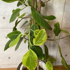 観葉植物　大型アルテシマ　高さ２メートルの画像