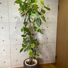 観葉植物　大型アルテシマ　高さ２メートルの画像