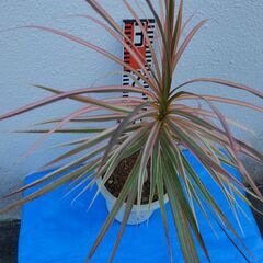 観葉植物　ドラセナ・虹色・レインボーの画像