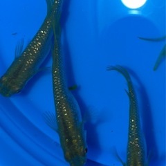 琥珀ラメ　メダカ　若魚3匹300円
の画像