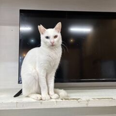 オッドアイのエイズキャリアの男の子