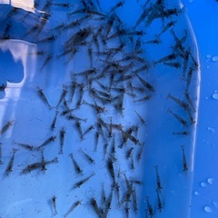 🦐ペットの餌にも良し❗️釣り餌にも良し❗️万能スジエビ推定300匹以上🦐の画像