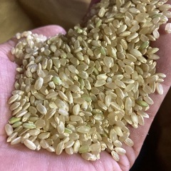 令和7年産　新米　玄米30キロ　無農薬　
無消毒米　キヌムスメの画像
