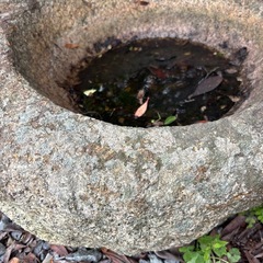 水だめ石 NO2の画像