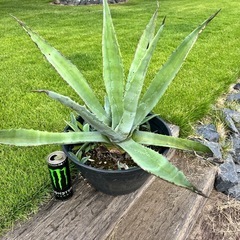 ✨アガベ  竜舌蘭  鉢植え ★値引き有り✨の画像