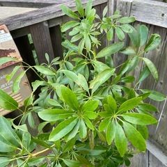 観葉植物　シェフレラ・キング　高さ１３５センチの画像
