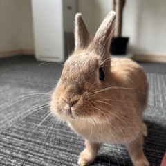ゲージ付 1歳ミニウサギ女の子 里親募集