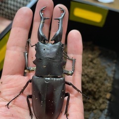 CBF1ギラファノコギリペア(ケイスケ)の画像