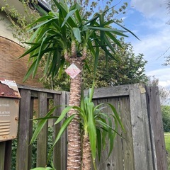 観葉植物　ユッカ　高さ１８５センチの画像