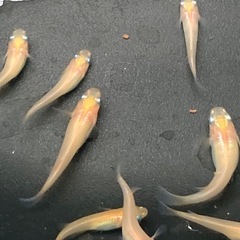 楊貴妃メダカ　5匹　500円の画像