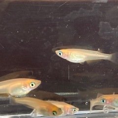楊貴妃メダカ　5匹　500円の画像