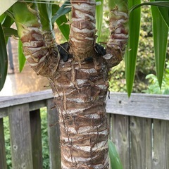 観葉植物　ユッカ　高さ１８５センチの画像