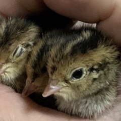 ウズラの赤ちゃん09/21産まれ
