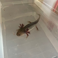 ウーパールーパー1匹の画像