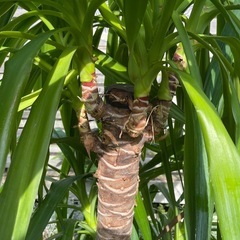 観葉植物　超大型ユッカ　高さ２３５センチの画像