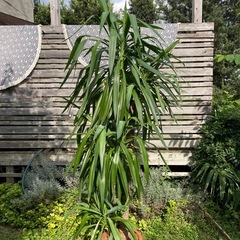 観葉植物　超大型ユッカ　高さ２３５センチの画像