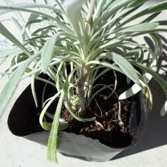 観葉植物　葉が白いガザニアの画像