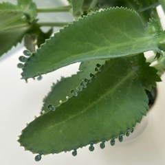 多肉植物　子宝草　大苗の画像