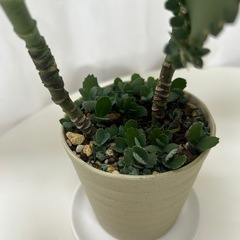 多肉植物　子宝草　大苗の画像