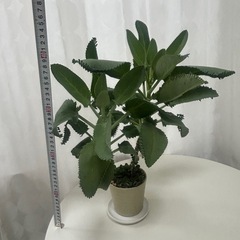 多肉植物　子宝草　大苗の画像