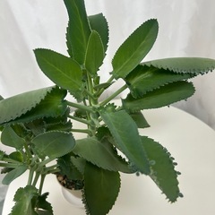 多肉植物　子宝草　大苗の画像