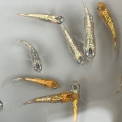 ユリシスパラディーゾメダカ若魚5匹の画像