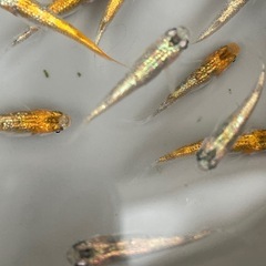 ユリシスパラディーゾメダカ若魚5匹の画像
