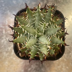 エリナケア　アロエ　アガベ　塊根植物
の画像