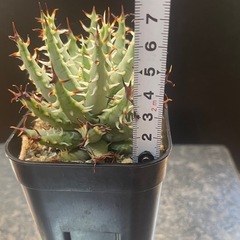 エリナケア　アロエ　アガベ　塊根植物
の画像