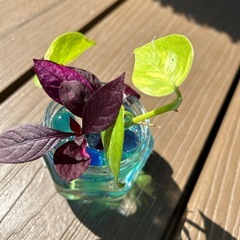 ポトス　アルテンナンテラ の画像