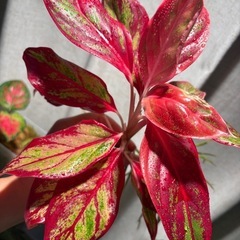 アグラオネマ　観葉植物の画像