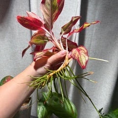 アグラオネマ　観葉植物の画像