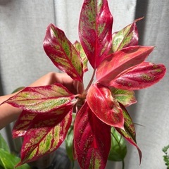 アグラオネマ　観葉植物の画像